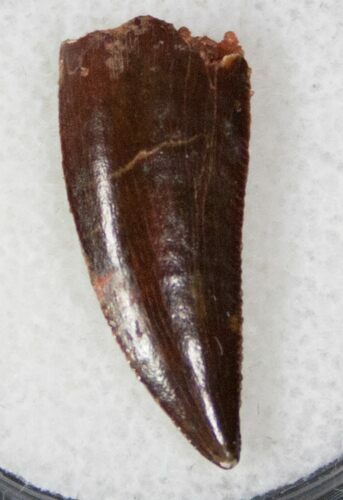 Quality Raptor Tooth From Morocco - #13104